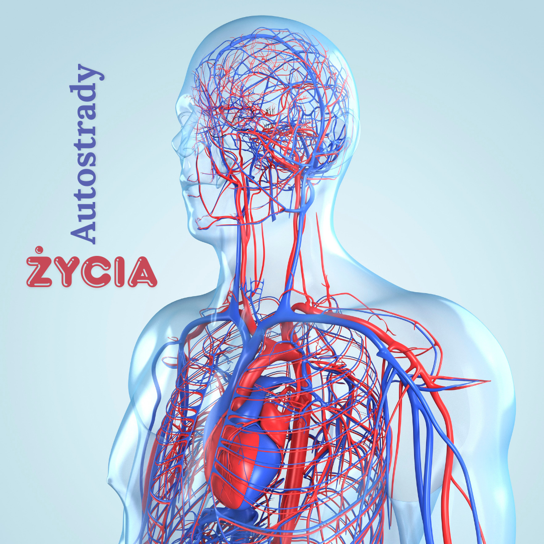 Ilustracja anatomiczna człowieka z przeźroczystą sylwetką, ukazująca szczegółowo sieć tętnic i żył w kolorach czerwonym i niebieskim. Widoczne są serce, naczynia klatki piersiowej, szyi, głowy oraz mózgu. Po lewej stronie grafiki znajduje się napis „Autostrady życia”.